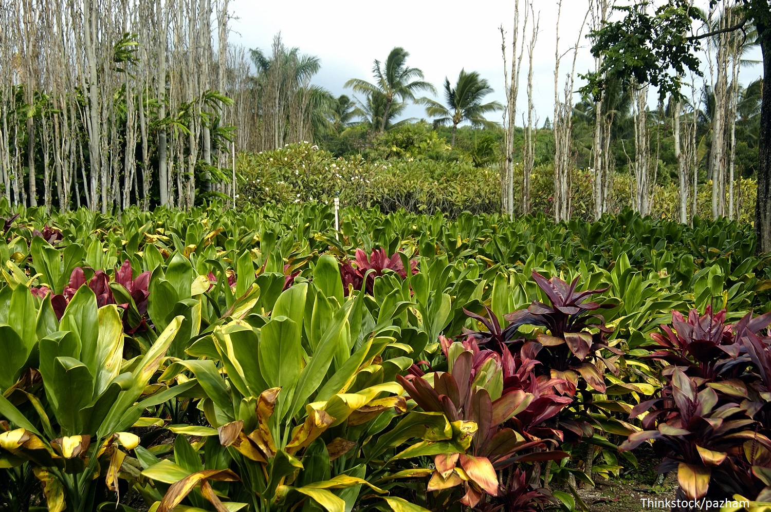 A Troipical flower plantation on a bright sunny afternoon